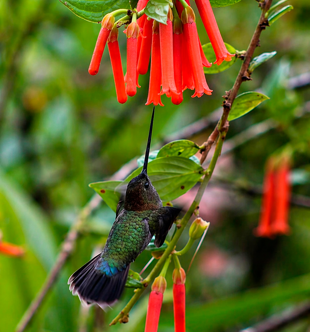 Home colibrí