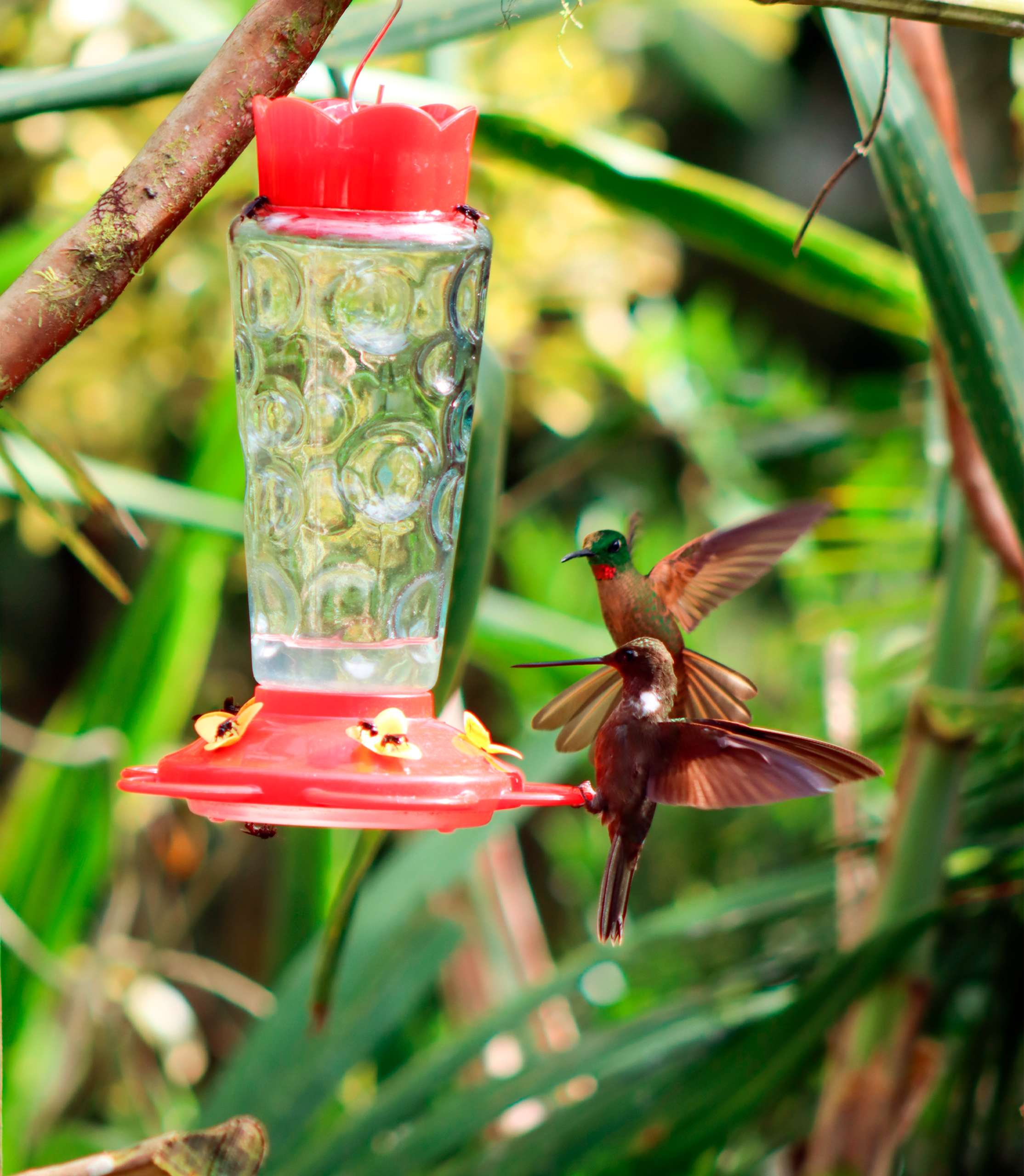 Actividades colibris
